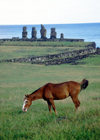 Easter Island - Ahu Tahai: horse in the fields near the port town of Hanga Roa - moais in the background - Rapa Nui - Ilha da Pascoa, Isla de Pascua - photo by Rod Eime