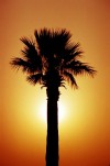 Egypt - Cairo: palm-tree (photo by J.Kaman)