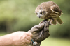 Exmoor NP, Somerset, South West England, UK: owl on the trainer 's hand at Exmoor Falconry - photo by I.Middleton