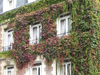 Le Havre, Seine-Maritime, Haute-Normandie, France: Ivy Covered House - brick facade - photo by A.Bartel