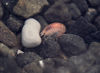 43 Franz Josef Land: Krill in shallow water, Hall Island - photo by B.Cain