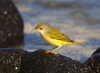 Galapagos Islands: yellow warbler - Dendroica petechia - photo by R.Eime