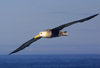 Galapagos Islands: waved albatross in flight over the Pacific - Diomedea irrorata - photo by R.Eime