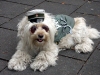 Germany / Deutschland - Cologne / Koeln / CGN (North Rhine-Westphalia): police dog / Polizeihund  (photo by G.Friedman)