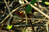 Rubane Island, Bijags Archipelago - UNESCO biosphere reserve, Bubaque sector, Bolama region, Guinea Bissau / Guin Bissau: jungle, chicken / floresta, galinha - photo by R.V.Lopes