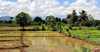 Ouanaminthe / Juana Mendez, Nord-Est Department, Haiti: rice paddies - agriculture - photo by M.Torres