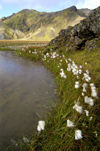 Iceland Cottonweed scenic (photo by B.Cain)