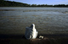 India - Uttaranchal - Rishikesh: a pilgrim meditates by the river Ganges - photo by W.Allgwer