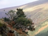 Ireland - Glenmalure valley (county Wicklow): holly tree - mountain (photo by R.Wallace)