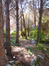 Israel - Qesarriya / Caesarea Maritima / Caesarea Palaestina: - Hadera: Israel forest - pine trees - photo by Efi Keren