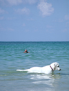 Israel - Kibbutz Sdot Yam: dog swimming in the sea - photo by Efi Keren