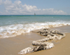 Israel - Kibbutz Sdot Yam: old rope on the beach - photo by Efi Keren