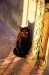 Italy - Murano (Veneto): a black cat enjoys the sunset - photo by W.Schipper