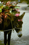 Jamaica / Jamaika - Montego Bay: style conscious donkey (photo by Francisca Rigaud)