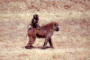 Kenya - Lake Nakuru National Park - Rift Valley province: olive baboon female with baby - papio cynocephalus - photo by F.Rigaud