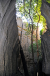 Tsingy de Bemaraha National Park, Mahajanga province, Madagascar: narrow canyon - trees reach for light - UNESCO World Heritage Site - photo by M.Torres