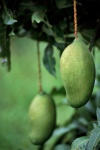 Madeira - mangas / mangoes - fruit - photo by F.Rigaud