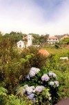 Madeira - Achadas da Cruz: hydrangeas - Hortnsias - Hydrangea macrophylla - photo by M.Durruti