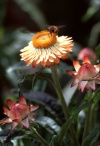 Madeira - abelha numa flor / bee on a flower - photo by F.Rigaud
