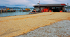 Fishing industry, fish drying in the sun, Pulau Pangkor Island, Malaysia. photo by B.Lendrum