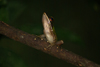 banks of the Kinabatangan river, Sabah, Borneo, Malaysia: Poisonous rock frog in the jungle - Odorrana hosii - photo by A.Ferrari