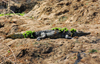 Liwonde National Park, Southern region, Malawi: crocodile on shore - Crocodylus niloticus - photo by D.Davie