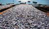 Cape Maclear / Chembe, Malawi: lake sardines aka Usipa fish drying on cane racks on the banks of Lake Malawi - Engraulicypris sardella - fishing and tourism coexist in the busiest resort on Lake Malawi - photo by M.Torres