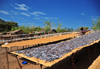 Cape Maclear / Chembe, Malawi: drying fish over long mats - Usipa fish / lake sardines, Engraulicypris sardella - photo by M.Torres