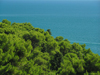 Montenegro - Crna Gora - Ulcinj riviera: Mediterranean colours - vegetation by the Adriatic - photo by J.Kaman