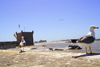 Mogador / Essaouira - Morocco: on the coast- seagulls and fort Skala - photo by Sandia