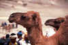 Morocco / Maroc - Imilchil: camel - close-up photo - photo by F.Rigaud