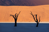 Namib desert - Deadvlei - Hardap region, Namibia: Two dead trees, muti-colored layers pan & dunes - photo by B.Cain
