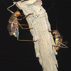 Namibia: Giant Crickets at night, Little Kulala Lodge, near Sossusvlei - photo by B.Cain