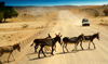 Etosha Park, Kunene region, Namibia: donkeys cross a dirt road - photo by Sandia