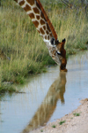 Etosha Park, Kunene region, Namibia: giraffe drinking at a waterhole - Giraffa camelopardis - photo by Sandia