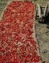 Nepal - Langtang region - wheelbarrow near dry hot chili peppers - photo by E.Petitalot