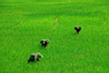 Nepal, Pokhara: farmers carrying feed through rice fields - photo by J.Pemberton