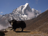 Nepal - Dingboche: yak - Bos grunniens - Everest Base Camp Trek - photo by M.Samper
