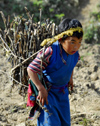 Nepal - Langtang region - a girl carrying a heavy bundle of sticks - photo by E.Petitalot