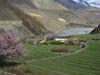 Kagbeni, Mustang district, Dhawalagiri Zone, Nepal: fields - agriculture in the Tibetan Plateau - Kali Gandaki river - Annapurna Circuit - photo by M.Samper