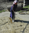 Nepal - Langtang region - Tamang young girl working with a flail - agriculture - photo by E.Petitalot
