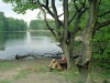 Netherlands - Overijssel: bucolic (photo by M.Bergsma)