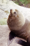 New Zealand - South island - Cape Foulwind: young seal at Cape Foulwind colony - photo by Air West Coast