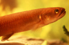 New Zealand - fish close up - Banded kokopu - Galaxias fasciatus - photo by Air West Coast