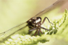 New Zealand - giant dragonfly on fern, front on - photo by Air West Coast