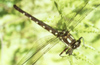 New Zealand - giant dragonfly on fern - photo by Air West Coast