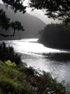 river - trees and grass along the shore (photographer: Mark Duffy)