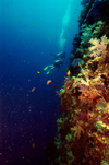 Palau: wall diving - underwater image - photo by B.Cain