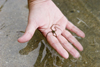 Panama - Bocas del Toro - woman's hand holding a small starfish - photo by H.Olarte