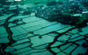 Philippines - Southern Luzon: flooded lands - rice plantations - photo by M.Torres